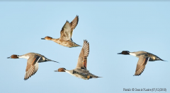 Pintails