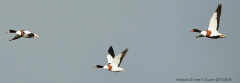 Shelducks