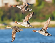 Pintails