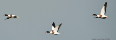 Shelducks