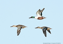 Shovelers