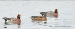 Wigeon