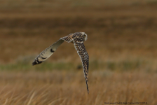 Short-eared Owl