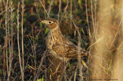 Skylark