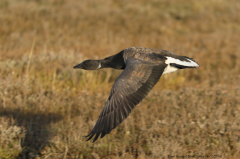 Brent Goose