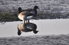 Brent Geese