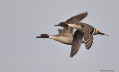 Pintails