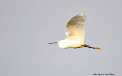 Little Egret