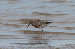 Curlew Sandpiper