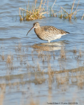 Curlew