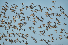 Black-tailed Godwits