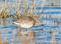 Black-tailed Godwit