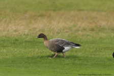 Pink-footed Goose