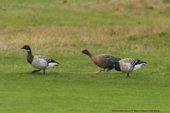 Pink-footed Goose