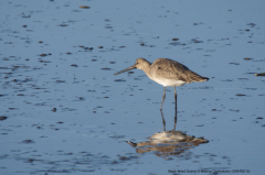 Black-tailed Godwit