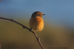 Stonechat