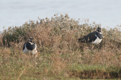 Lapwings