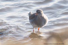 Redshank