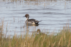 Pintail