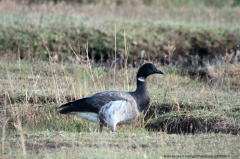 Brent Goose