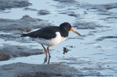 Oystercatcher