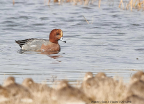 Wigeon