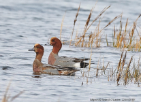 Wigeon