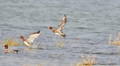 Wigeon