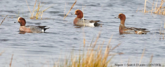 Wigeon