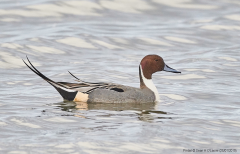 Pintail