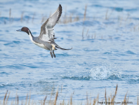 Pintail