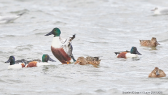 Shoveler