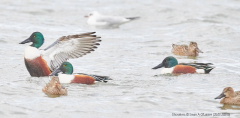 Shoveler