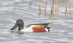 Shoveler