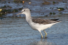 Greenshank