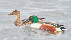 Shovelers