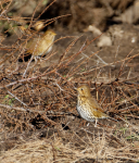 Song Thrush