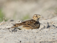 Skylark