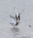 Redshanks