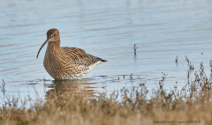 Curlew