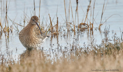 Curlew