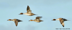 Pintails