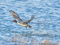 Pintail