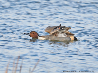 Pintail