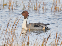 Pintail