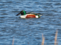 Shoveler