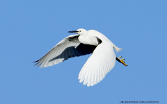 Little Egret