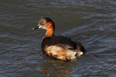 Little Grebe