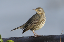 Rock Pipit