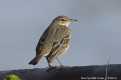 Rock Pipit